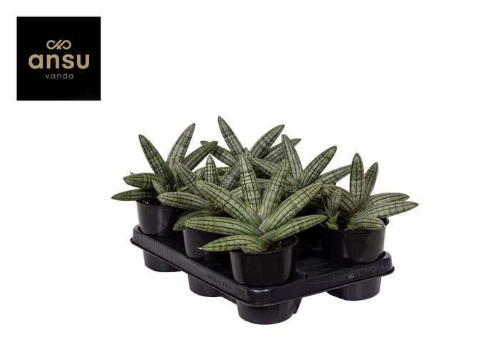 <h4>Sansevieria Inti Glory</h4>