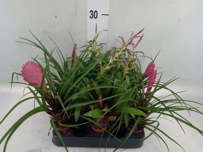 <h4>Tillandsia  ...mix</h4>