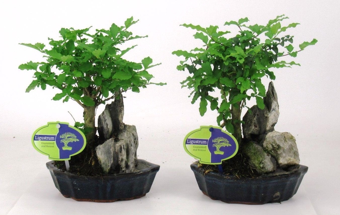 <h4>Ligustrum sinensis, 16 cm., with rock, without driptray</h4>