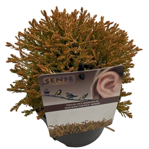 Thuja occ. 'Golden Tuffet' sense