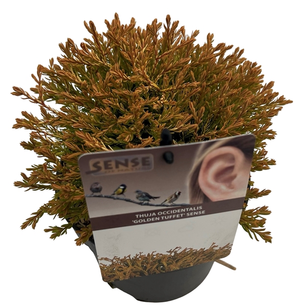<h4>Thuja occ. 'Golden Tuffet' sense</h4>