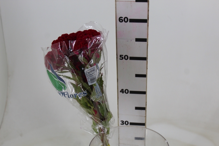 <h4>CELOSIA CARMINE CHIEF 060 CM VINHO</h4>