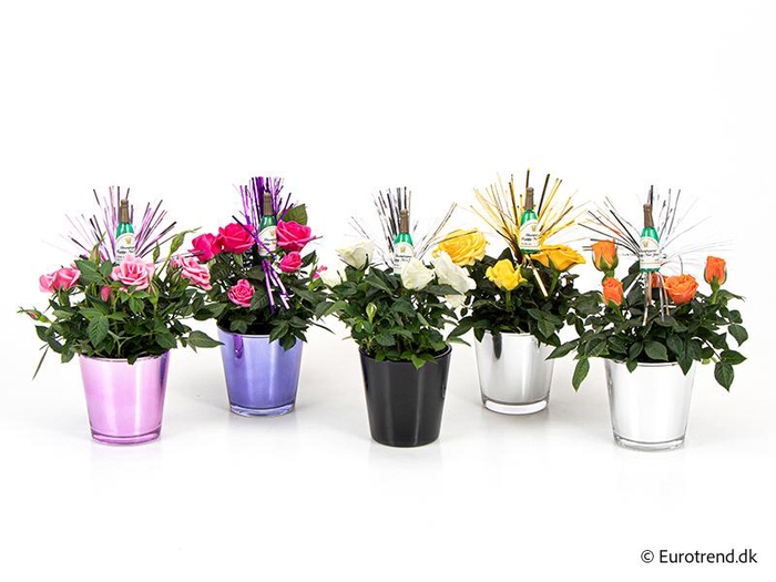 <h4>ROSA-HYBRID KUVERT</h4>