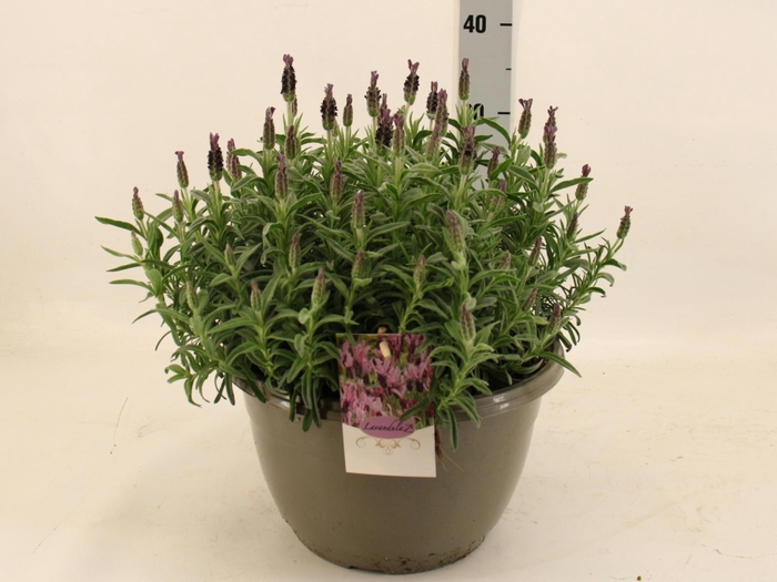 <h4>Lavan S Toscane</h4>