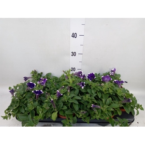 Petunia  'Nightsky'