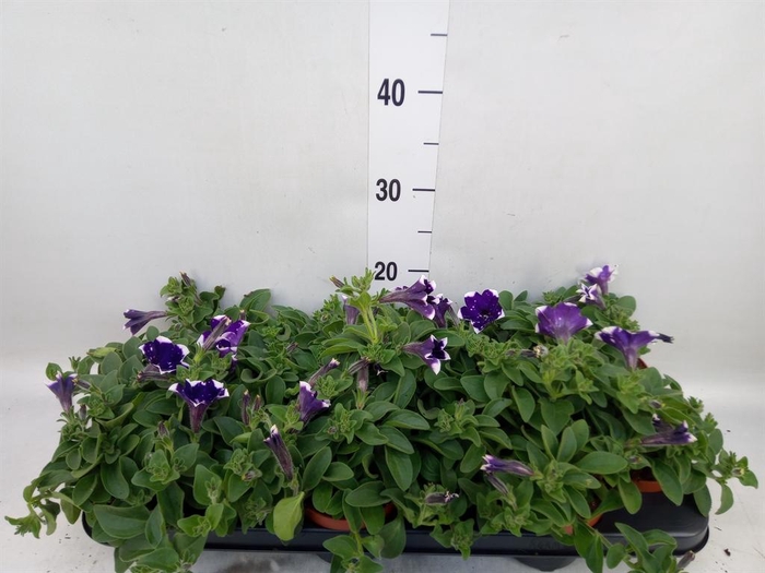 <h4>Petunia  'Nightsky'</h4>