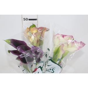 CALLA EXOTIC VARIADA 050 CM