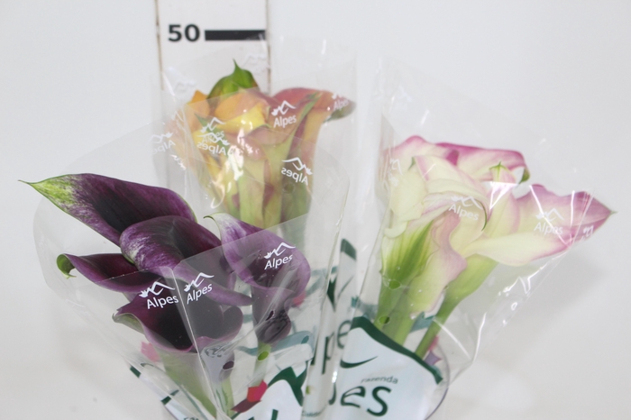 <h4>CALLA EXOTIC VARIADA 050 CM</h4>