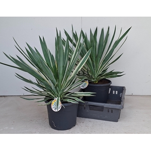 YUCCA GLORIOSA