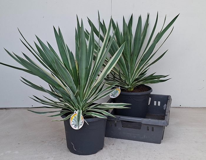 <h4>YUCCA GLORIOSA</h4>