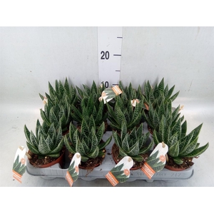 Gasteria