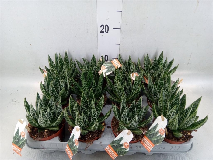 <h4>Gasteria</h4>