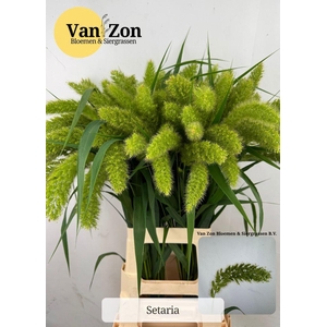 Setaria Italica Volle Melk