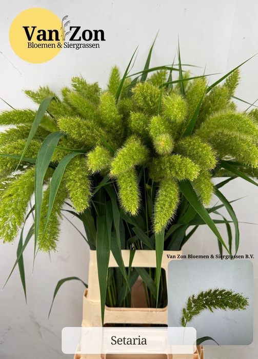 <h4>Setaria Italica Volle Melk</h4>