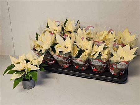 <h4>Euphor P Arctic Whit 3-4+</h4>