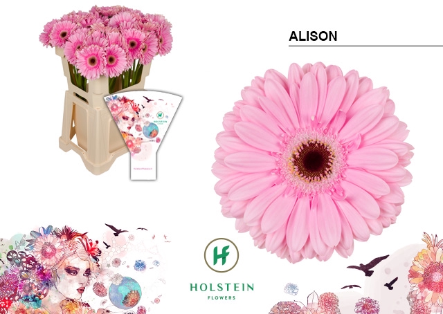 <h4>Gerbera Alison Water</h4>