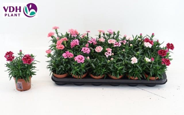 <h4>DIAN OSC GEM</h4>