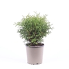 Thuja Occidentalis