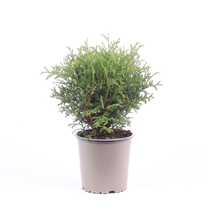 Thuja Occidentalis