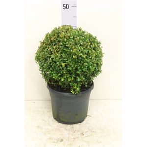 Buxus sempervirens bol P23 (potgekweekt)