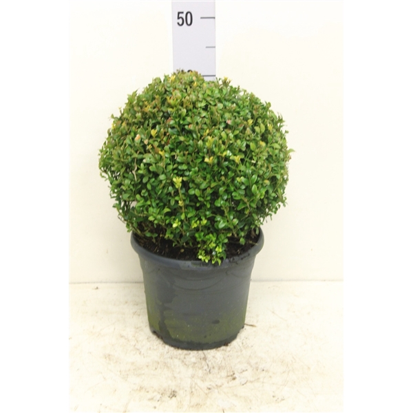 <h4>Buxus sempervirens bol P23 (potgekweekt)</h4>