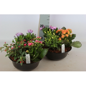 ARR TUINPLANTEN
