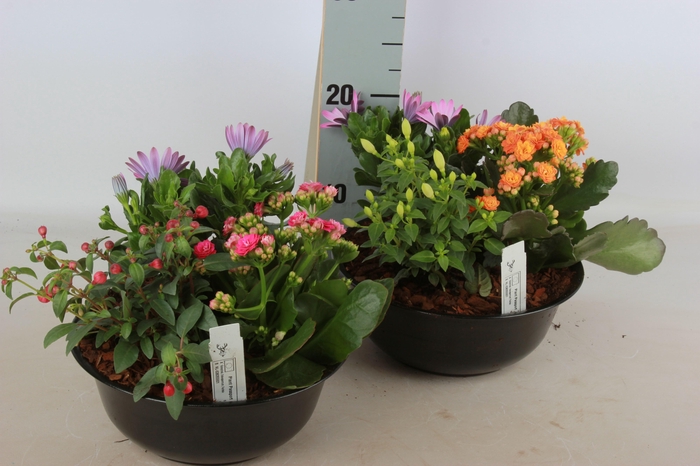 <h4>ARR TUINPLANTEN</h4>