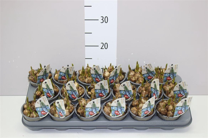 <h4>Muscari Early Bird</h4>