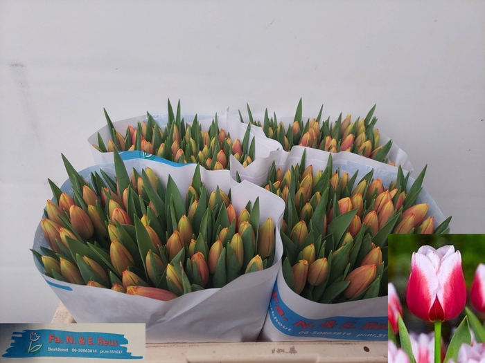 <h4>TU EN LEEN VD MARK</h4>