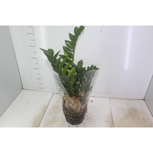 ZAMIOCULCAS P17