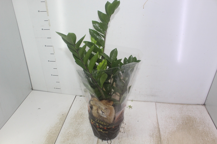 <h4>ZAMIOCULCAS P17</h4>