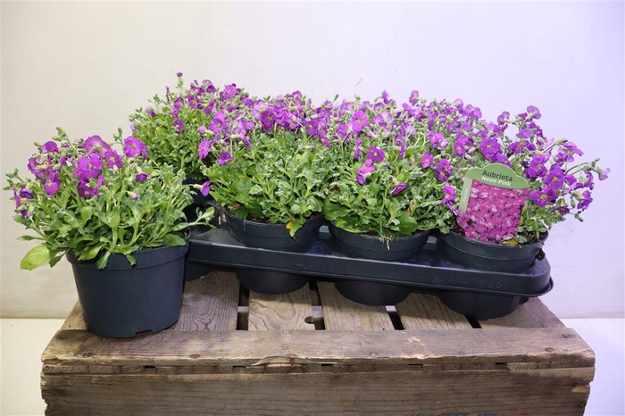 <h4>Aubr Rose Queen</h4>