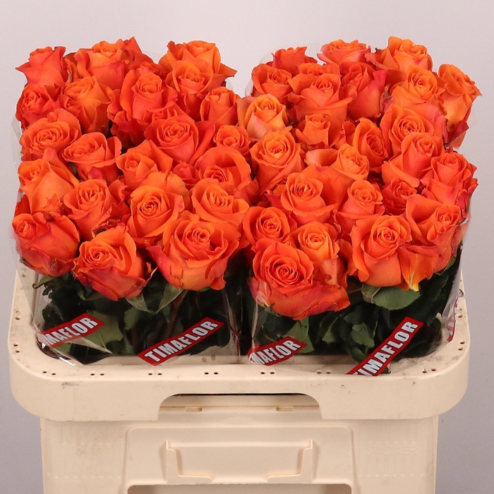 <h4>R GR ON FIRE</h4>