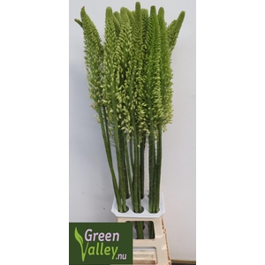 EREMURUS RUITER