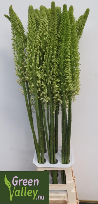 <h4>EREMURUS RUITER</h4>