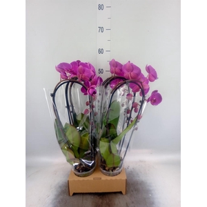 Phalaenopsis  'Elegant Cascade'