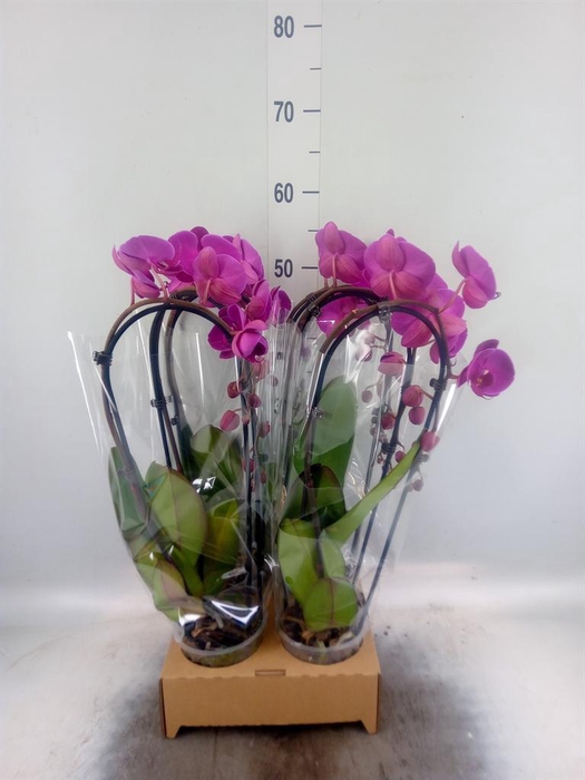 <h4>Phalaenopsis  'Elegant Cascade'</h4>