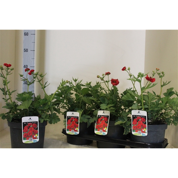 <h4>geum mrs bradshaw</h4>