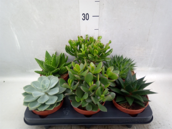 <h4>Succulents   ...mix 6</h4>