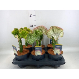 Euphorbia lactea 'Cristata'