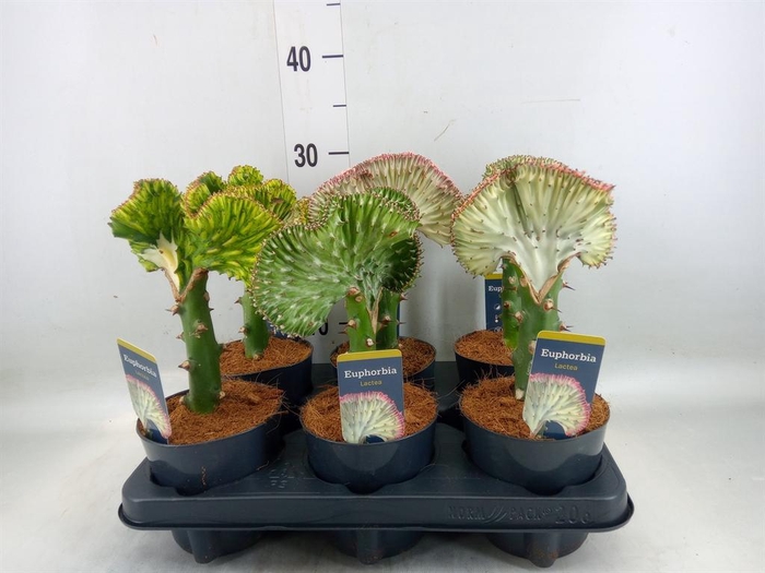 <h4>Euphorbia lactea 'Cristata'</h4>