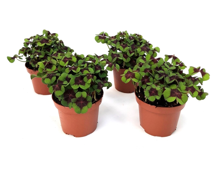 <h4>Oxalis deppei</h4>