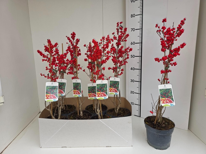 <h4>ILEX VERTICILLATA</h4>