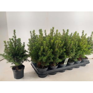 PICEA GL PERFECTA