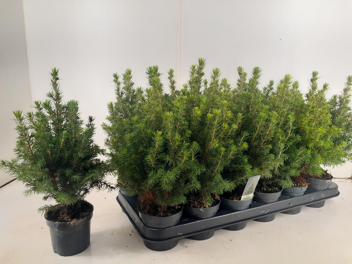 <h4>PICEA GL PERFECTA</h4>