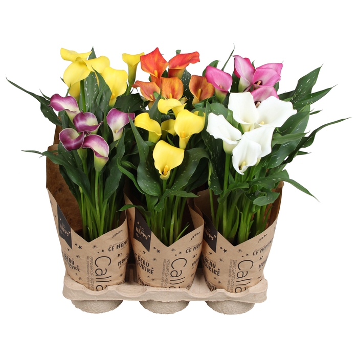 <h4>Zantedeschia gemengd Calla Pasen mix in kraft hoes</h4>