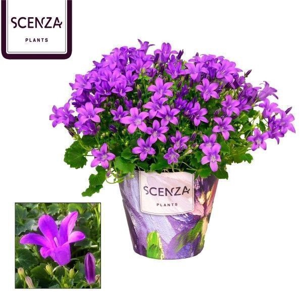 <h4>Campanula Porto Longlife Senza</h4>