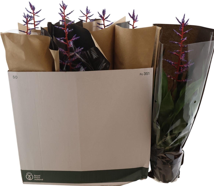 <h4>Aech Blue Rain</h4>