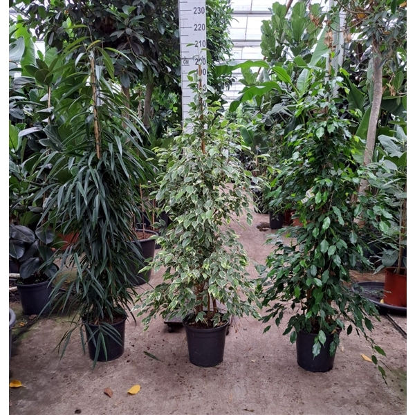 <h4>Ficus mixkar 3 soorten</h4>