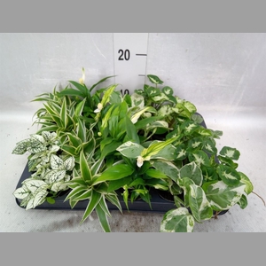 Planten Groen   ...mix  5